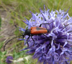 Stictoleptura cordigera