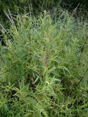 Baccharis punctulata