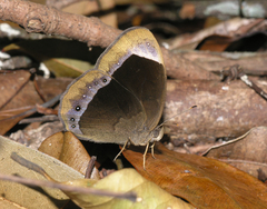 Mycalesis anaxias