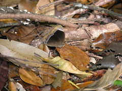 Mycalesis anaxias