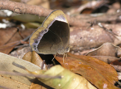 Mycalesis anaxias