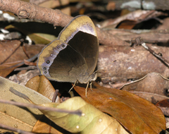 Mycalesis anaxias