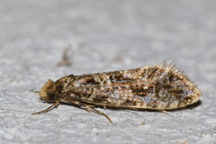 Triaxomera parasitella