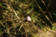 Oritrophium peruvianum