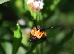 Eichlinia grande
