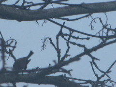Psaltriparus minimus