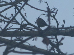 Psaltriparus minimus