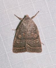 Homorthodes rectiflava