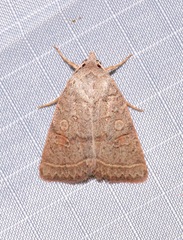 Homorthodes rectiflava