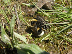 Bombus confusus