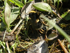 Bombus confusus