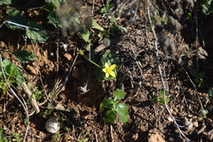 Ranunculus bullatus