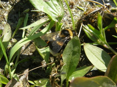 Bombus confusus