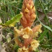 Orobanche kochii - Photo (c) Jakob Fahr, some rights reserved (CC BY-NC), uploaded by Jakob Fahr