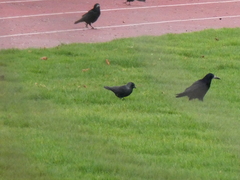 Corvus monedula monedula