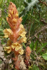 Orobanche kochii