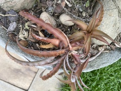 Cryptanthus