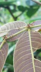 Pheidole xanthogaster