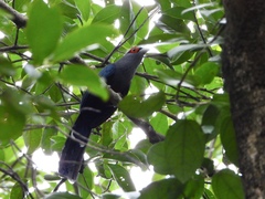 Phaenicophaeus sumatranus