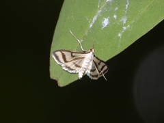 Perisyntrocha anialis