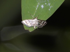 Perisyntrocha anialis