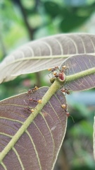Pheidole xanthogaster