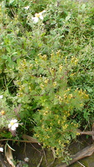 Tagetes foetidissima