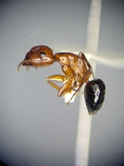 Camponotus sayi