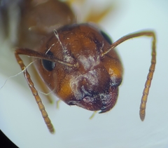 Camponotus sayi