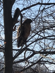 Buteo lineatus