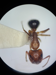 Camponotus sayi