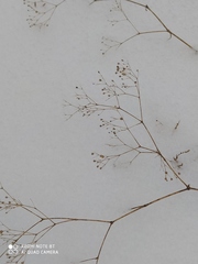 Gypsophila paniculata