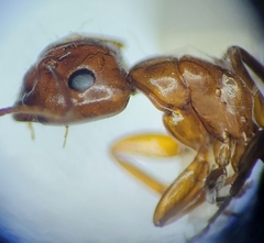 Camponotus sayi