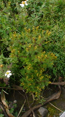 Tagetes foetidissima