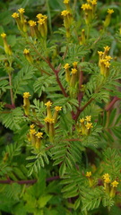 Tagetes foetidissima