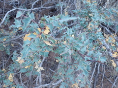 Berberis fremontii
