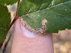 Stigmella apicialbella