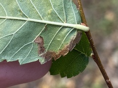 Stigmella apicialbella