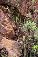 Cleistocactus samaipatanus