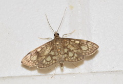 Anania stachydalis