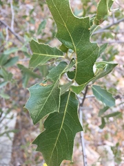 Quercus emoryi