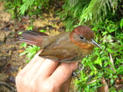 Clibanornis rubiginosus