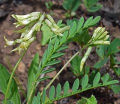 Astragalus scopulorum