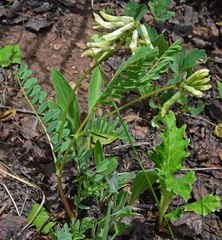 Astragalus scopulorum