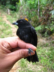 Tachyphonus delatrii