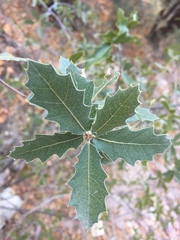 Quercus emoryi