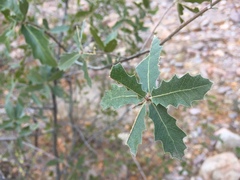 Quercus emoryi