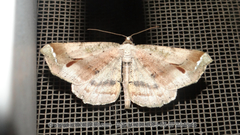 Oxymacaria truncaria