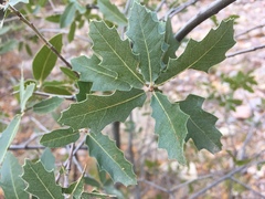 Quercus emoryi