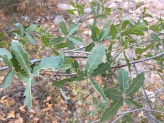 Quercus emoryi